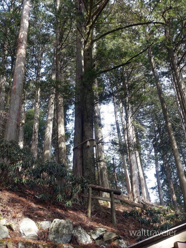 三峯神社　縁結びの木